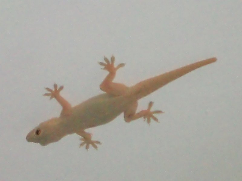 India Trip - July 2010 248.jpg